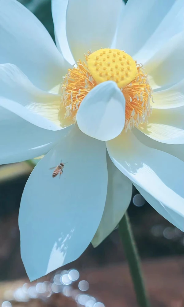 Hình Nền iPhone 14 Series Hoa Sen: mang năng lượng bình an