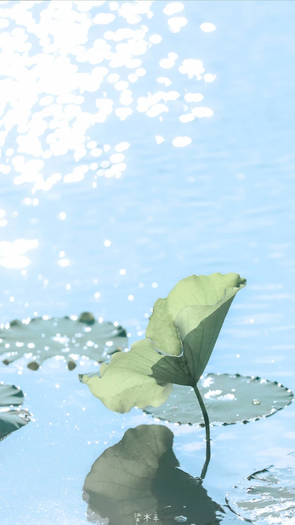 Hình Nền iPhone 14 Series Hoa Sen: mang năng lượng bình an