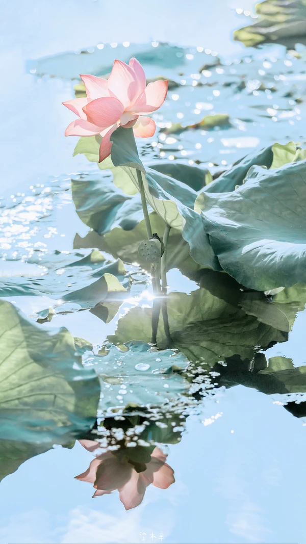 Hình Nền iPhone 14 Series Hoa Sen: mang năng lượng bình an