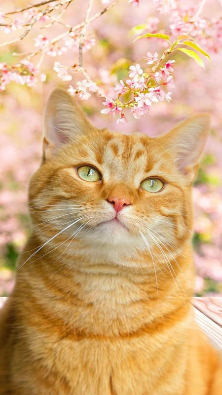 ​hình nền điện thoại mệnh Kim - Hình 11