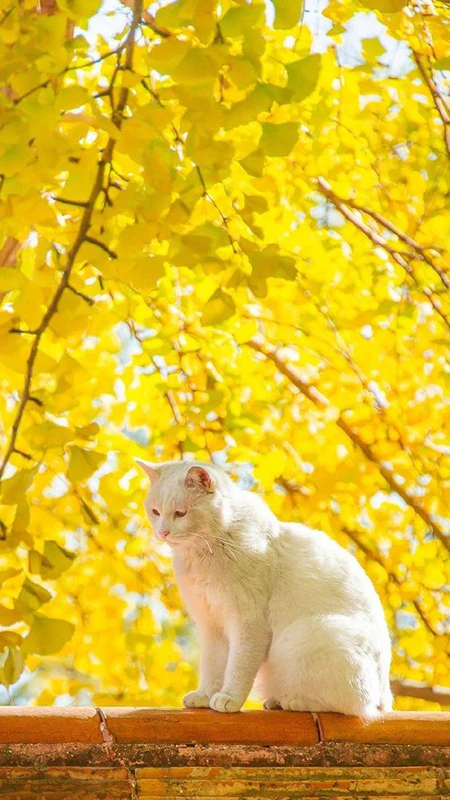 ​hình nền điện thoại mệnh Kim - Hình 9