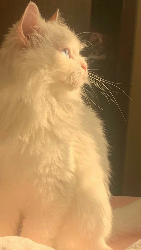 ​hình nền điện thoại mệnh Kim - Hình 10