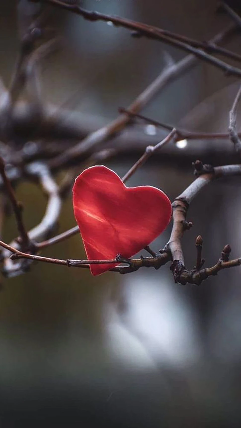 Tình bể bình với bộ hình nền Valentine siêu lãng mạn