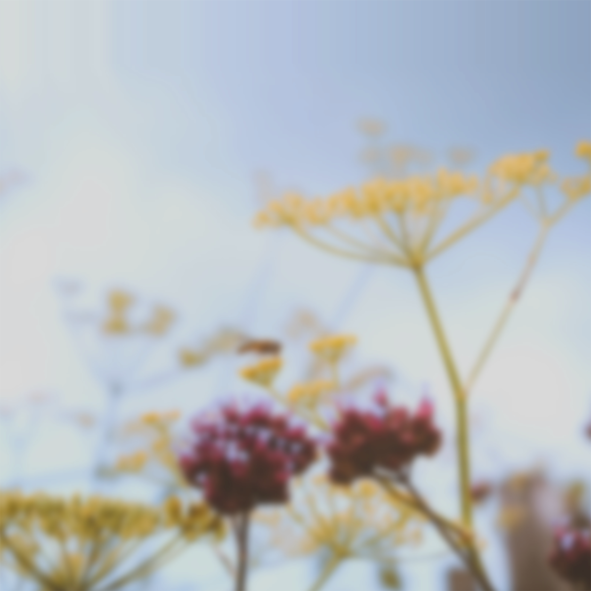 Hình nền cho iPhone