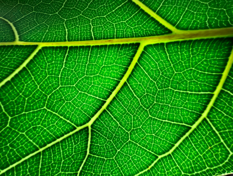 iPhone 13 Pro Max 512GB chụp cận cảnh 2cm lấy được nhiều chi tiết nhỏ