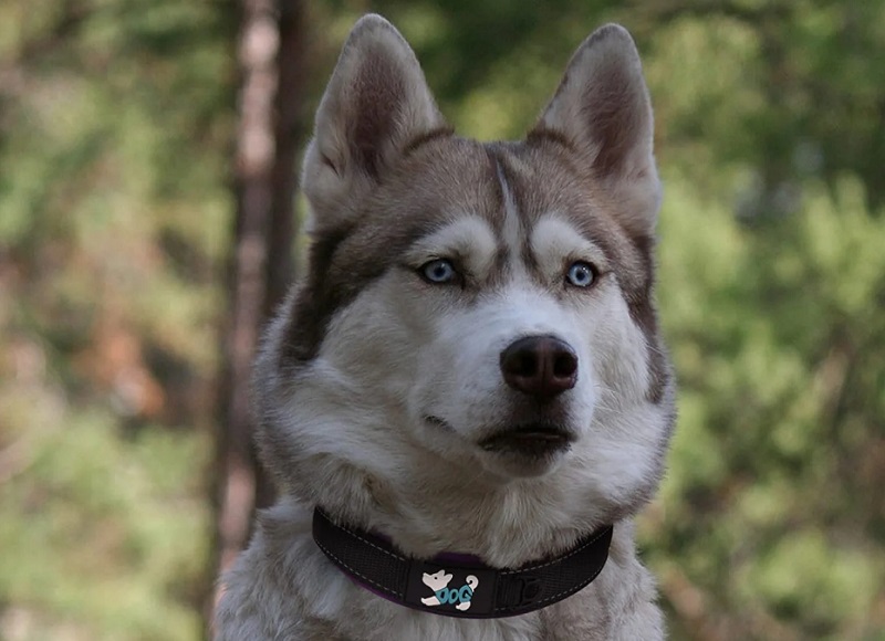 Gắn AirTag lên vòng đeo cổ cho chú cún nhà bạn