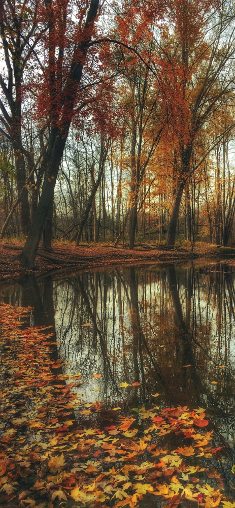 Mời bạn tải về bộ hình nền mùa thu dành cho iPhone