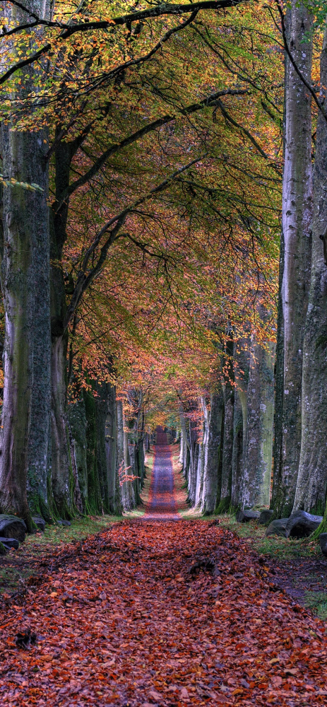 Sforum - Trang thông tin công nghệ mới nhất john-mccann-bm15OYOm-Gc-unsplash Mời bạn đọc tải về bộ hình nền mùa thu dành cho iPhone 