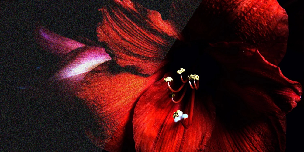 Độ phân giải so với Kích thước cảm biến: Điều gì quan trọng hơn đối với máy ảnh trên điện thoại thông minh?