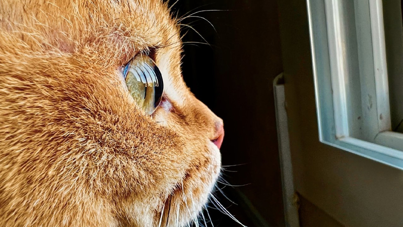 Apple ra mắt 'Thử thách chụp trên iPhone' dành cho các nhiếp ảnh gia chụp macro