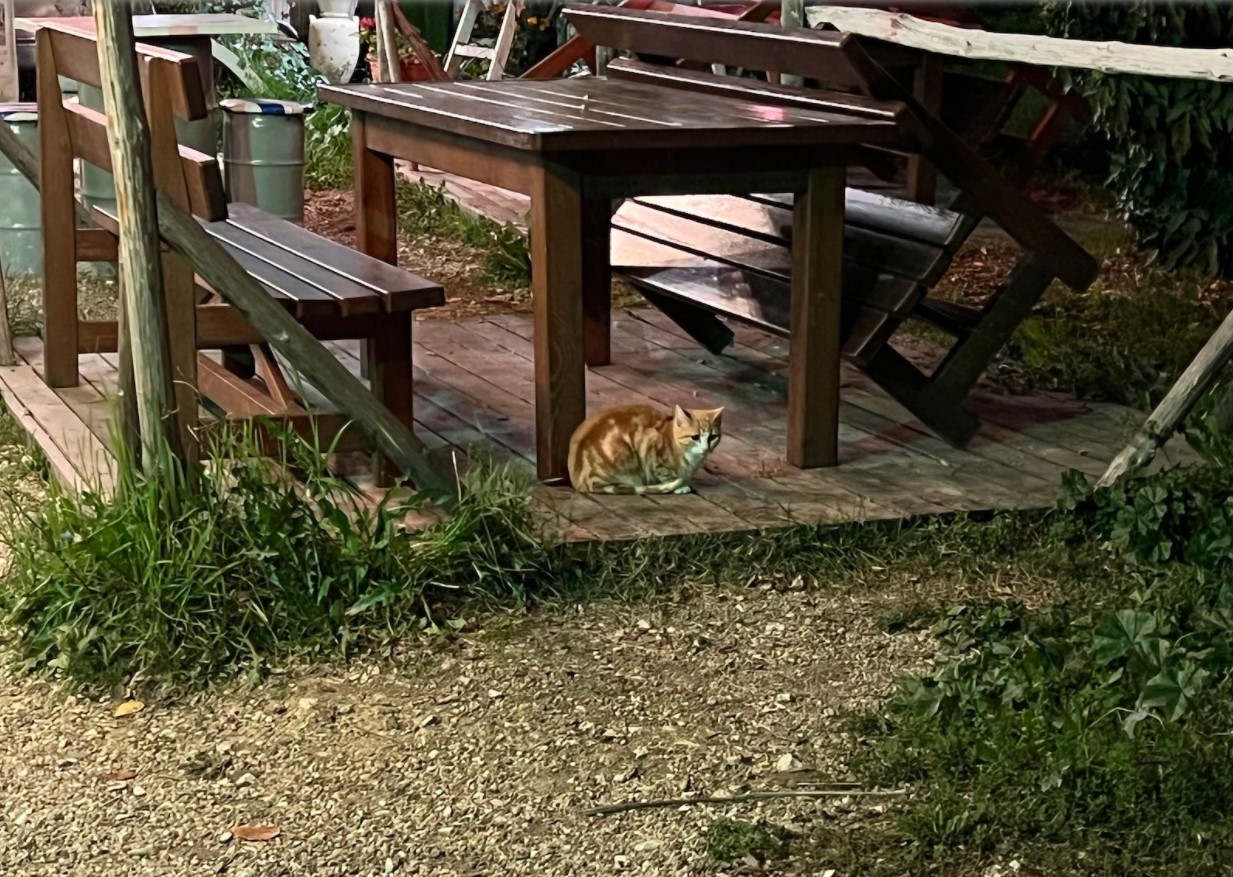 iPhone 13 Pro Max vs Samsung Galaxy S21 Ultra vs Google Pixel 6 Pro