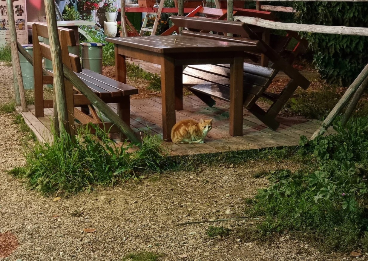 iPhone 13 Pro Max vs Samsung Galaxy S21 Ultra vs Google Pixel 6 Pro