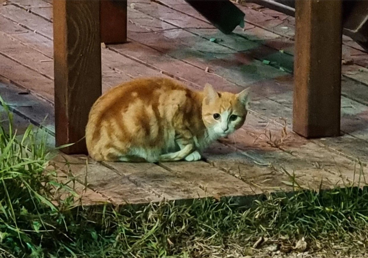 iPhone 13 Pro Max vs Samsung Galaxy S21 Ultra vs Google Pixel 6 Pro