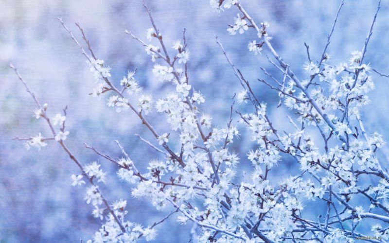 snowy branches theme 