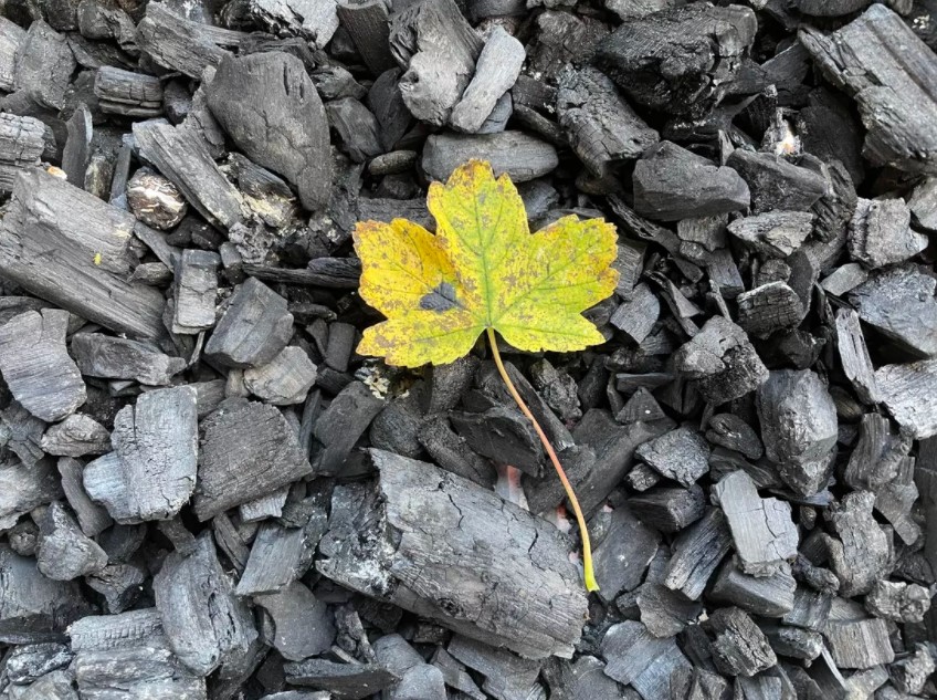 iPhone 12, ống kính tiêu chuẩn