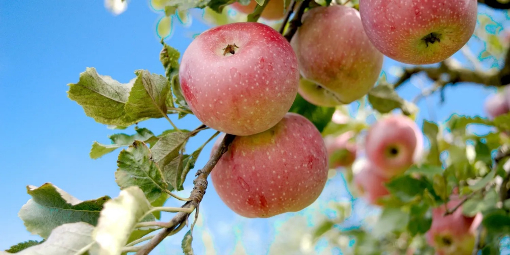 10 sự thật thú vị về Apple mà bạn có thể chưa biết