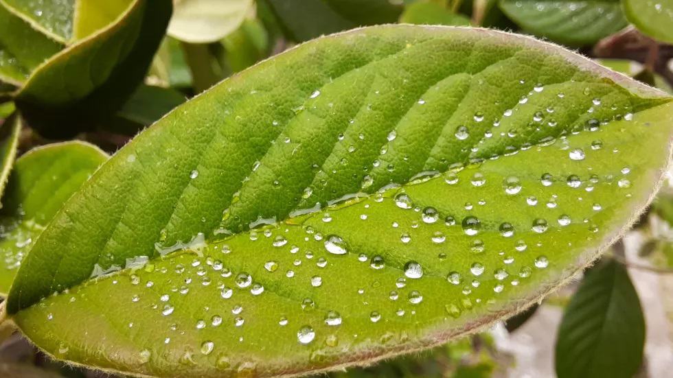 hình chụp cận cảnh từ Galaxy A51