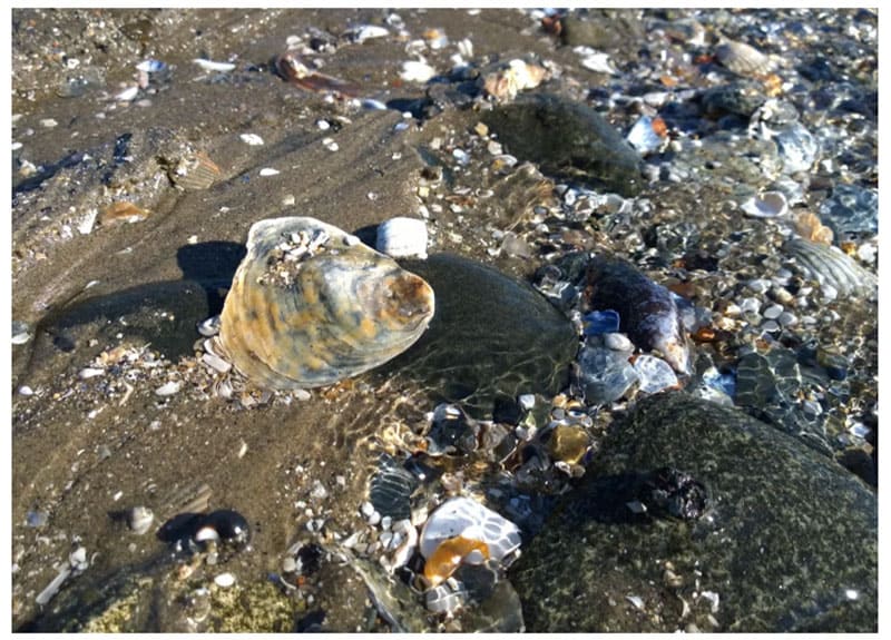 Cuộc so tài đầy bất ngờ giữa iPhone 11 Pro vs<figcaption class=