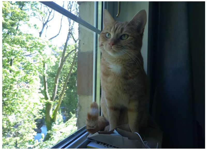 Cuộc so tài đầy bất ngờ giữa iPhone 11 Pro vs<figcaption class=