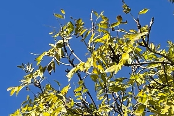 Cắt 1:1 từ ảnh trên, độ tương phản được tăng cường và trông sắc nét hơn so với iPhone 11 series