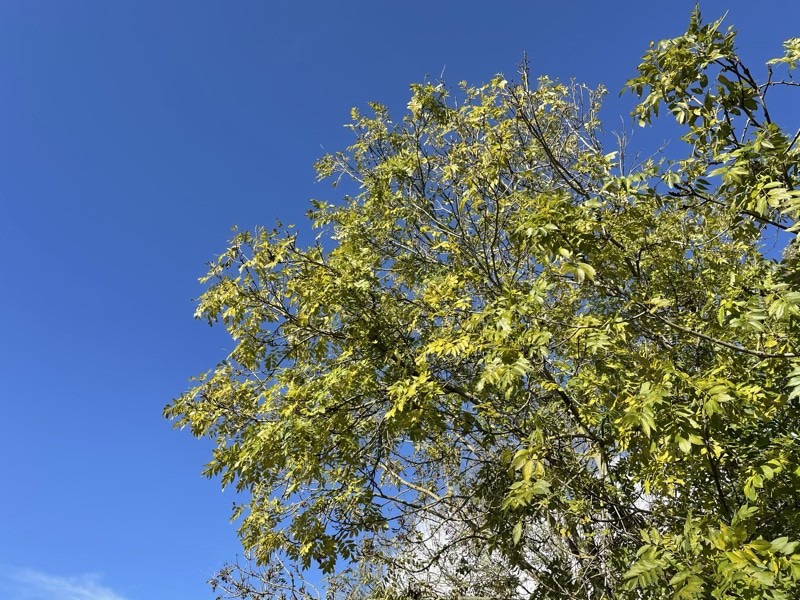 Nhiều cây xanh hơn và lá cây thường là “án tử” cho việc xử lý của camera trên điện thoại