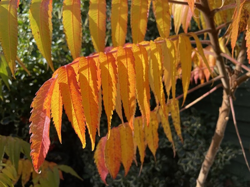 Màu sắc và chi tiết trông khá bắt mắt