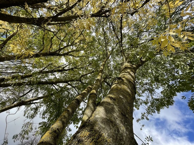 Ánh sáng mặt trời và những tán lá bao la không làm khó được iPhone 12