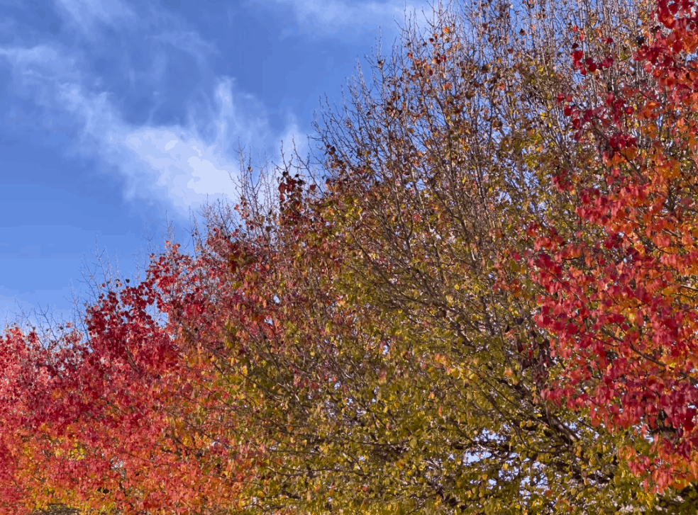 ảnh được chỉnh sửa từ tệp ProRaw