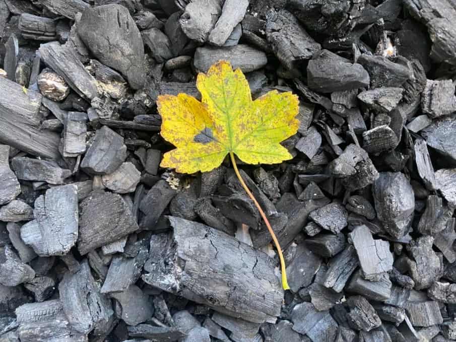 iPhone 11 Pro ống kính tiêu chuẩn