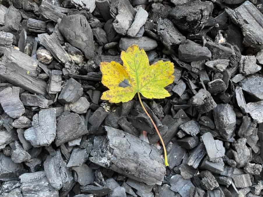 iPhone 12 ống kính tiêu chuẩn