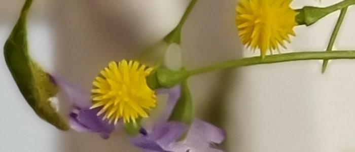 Hình ảnh từ iPhone 12 Pro Max