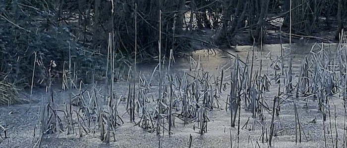 Hình ảnh từ Samsung S21 Ultra